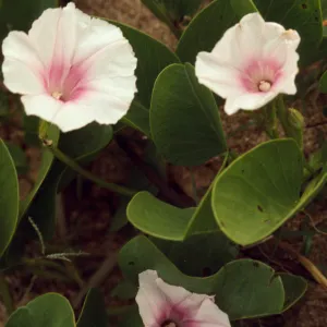 Convolvulus soldanella
