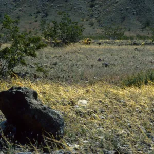 Cuscuta on Plantago, Panamint Valley