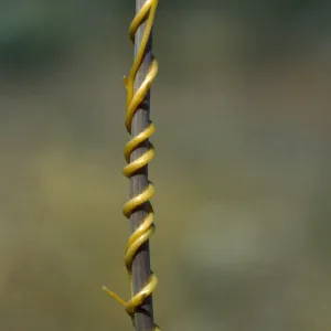 Cuscuta on Plantago