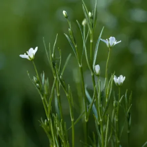 Arenaria paludicola