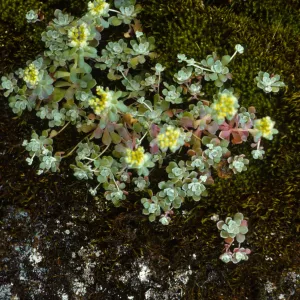 Sedum spathulifoium