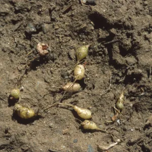 Dudleya nesiotica, one-year old plants