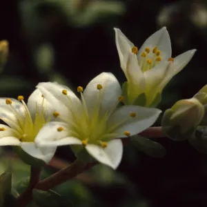 Dudleya nesiotica