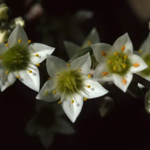 Dudleya nesiotica