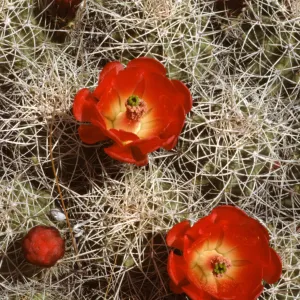 Echinocereus triglochidiatus