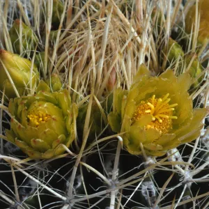 Ferocactus viridescens