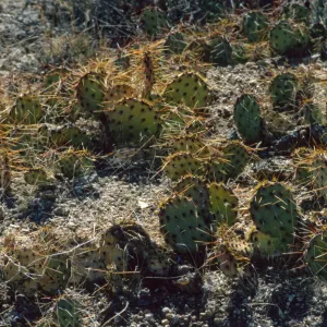 Opuntia (Prickly-pear)
