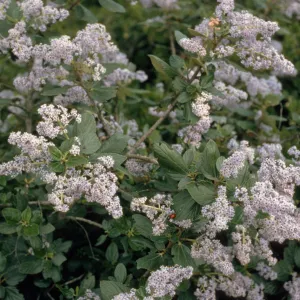 Ceanothus arboreus
