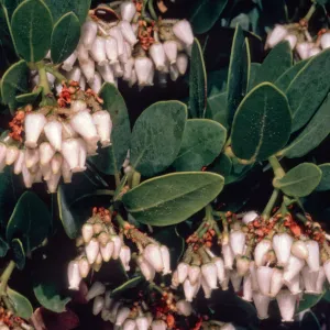 Arctostaphylos insularis