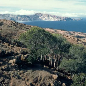 Small grove of Lyonothamnus on Santa Cruz Island