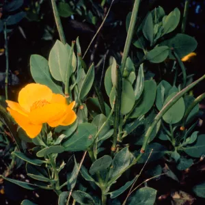 Dendromecon rigida ssp. harfordii