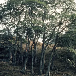 Small grove of Lyonothamnus floribundus ssp. aspleniifolius