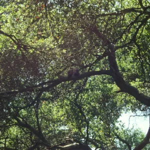 two owls in the Garden (Coastal Live Oak)