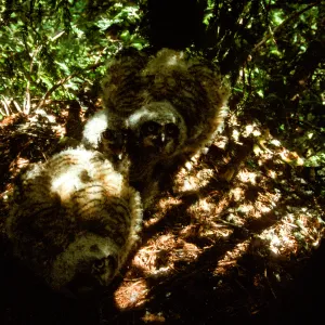 Great Horned Owl babies in the Garden