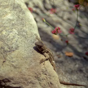 Blue-belly or Western Fence Lizard (Sceloporus occidentalis) in the Garden