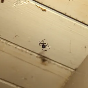 Black widow spider