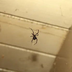 Black widow spider