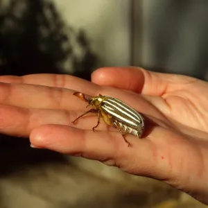 adult ten-lined june beetle (Polyphylla decemlineata)