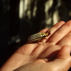 adult ten-lined june beetle (Polyphylla decemlineata)
