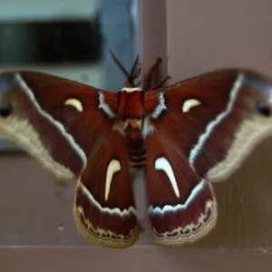 newly emerged Ceanothus silk moth (Hyalophora euryalus) 