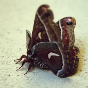 Ceanothus silk moth (Hyalophora euryalus) 