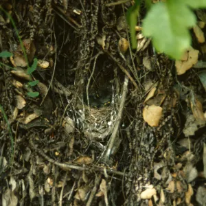 baby birds in nest, warbler nest