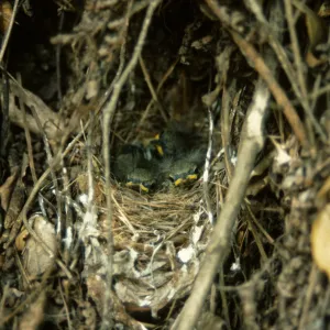 baby birds in nest, warbler nest