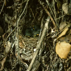 baby birds in nest, warbler nest