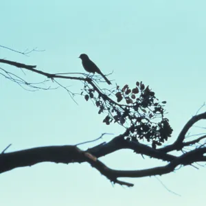 bird perched in the Garden