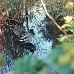 Mallard duck pair in the Pond