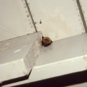 bat nestled in eaves of building at the Garden