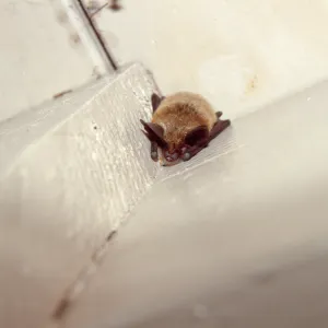 bat nestled in eaves of building at the Garden