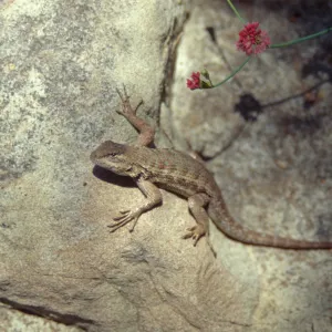 blue belly Lizard