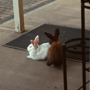 Rabbits, outside the Garden Shop