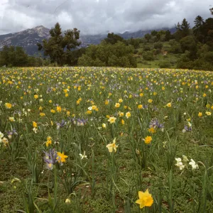Iris and Daffodils in Garden of the Santa Barbara Mission