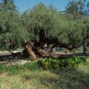 Alice Keck Park Memorial Garden