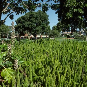 Alice Keck Park Memorial Garden