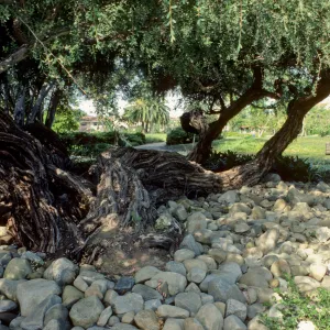 Alice Keck Park Memorial Garden