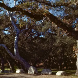 Tucker's Grove