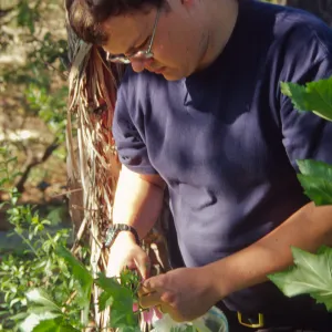 SBBG People: Andrew Wyatt at Work, Lavatera Propagation