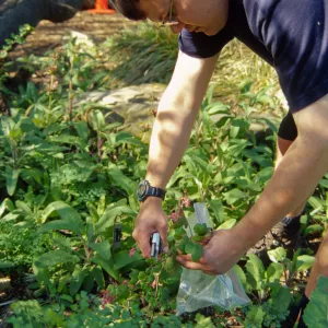 SBBG People: Andrew Wyatt at Work, plant propagation