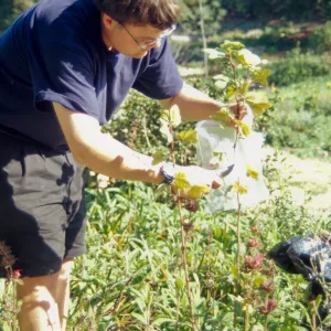 SBBG People: Andrew Wyatt at Work, plant propagation