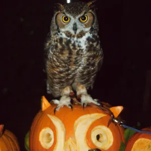 Owl-o-ween