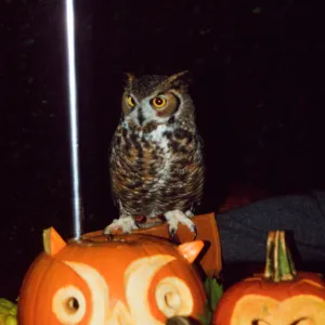 Owl-o-ween