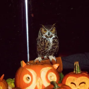 Owl-o-ween
