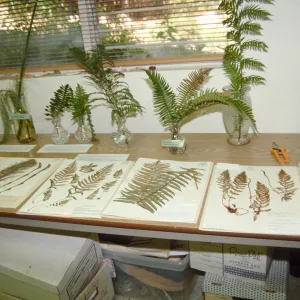 Adult Classes, herbarium specimens on display