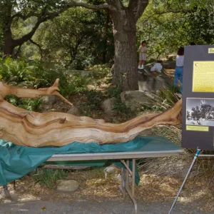 Celebration of Trees 1996