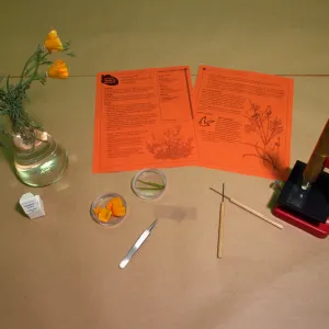 Nature Kits and Displays, seed kit