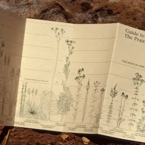 Morton Arboretum Guide to the Prarie Trail
