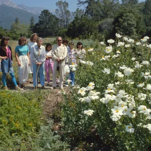 Tour, Meadow